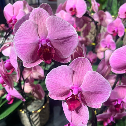 ROSA ORKIDÉ - KNASK