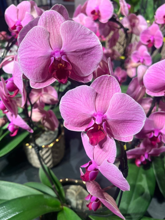 ROSA ORKIDÉ - KNASK