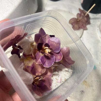 RUSTROSA ORKIDÉ øredobber - ekte tørkede blomster, sølv - Øredobber KNASK