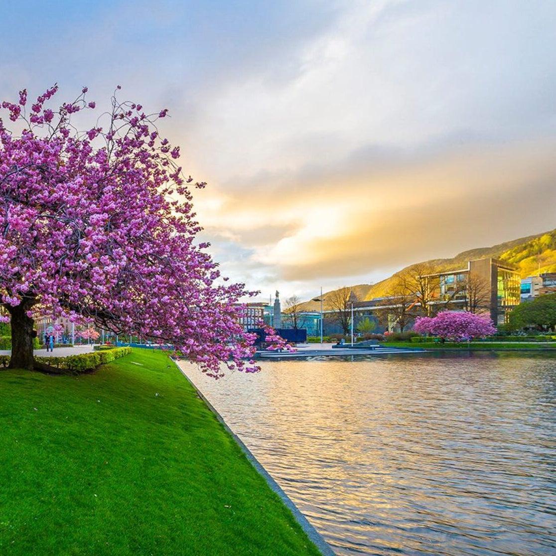 SAKURA KIRSEBÆRBLOMST hårnål, 3D - tørket blomst - UTGÅTT KNASK