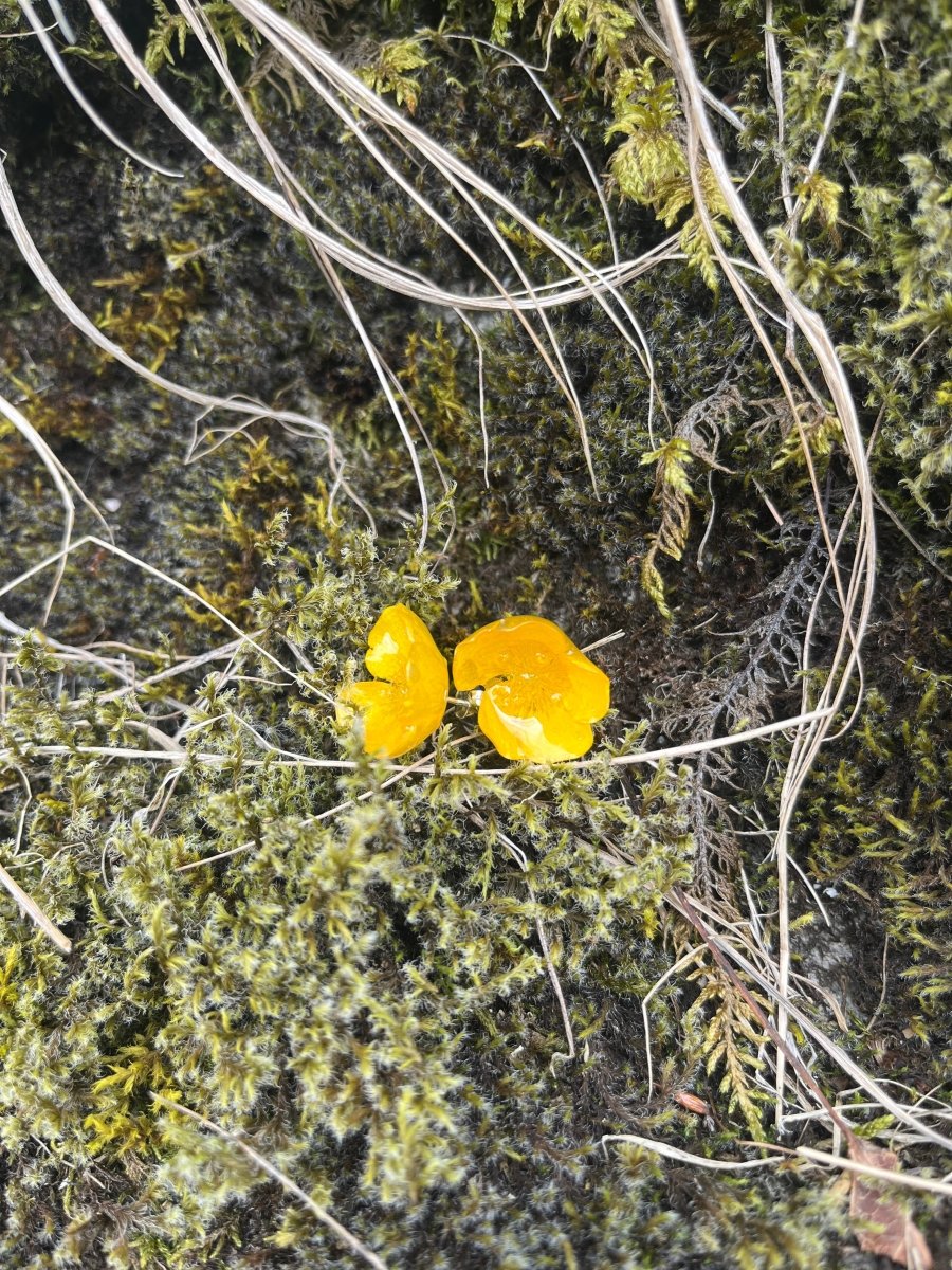 SMØRBLOMST øredobber 3D, sølv ørestift med lås, ekte tørkede blomster - Øredobber KNASK