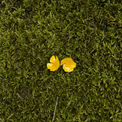SMØRBLOMST øredobber - ekte tørkede blomster, ørestift med lås - Øredobber KNASK