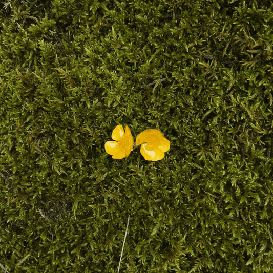SMØRBLOMST øredobber - ekte tørkede blomster, ørestift med lås - Øredobber KNASK