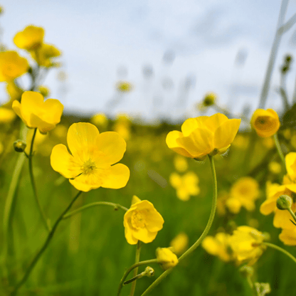 SMØRBLOMST smykke - ekte tørket blomst - Smykke KNASK