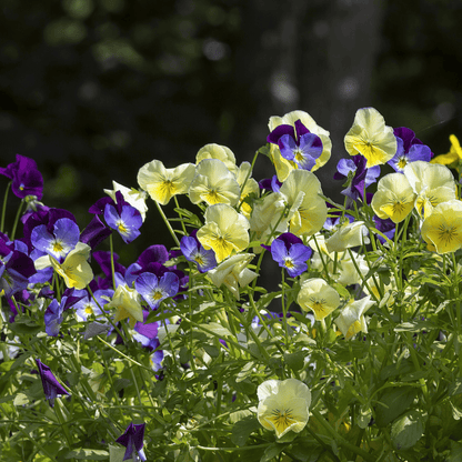 SMØRGULE FIOLER øredobber, ekte stemorsblomst, ørestift med lås - Øredobber KNASK