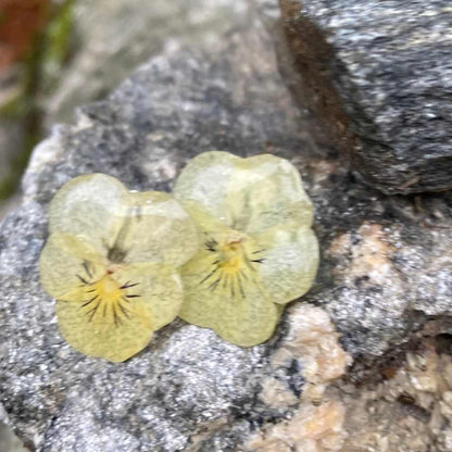 Smørgule fioler øredobber, ekte stemorsblomst, stål ørestift med lås - Øredobber KNASK
