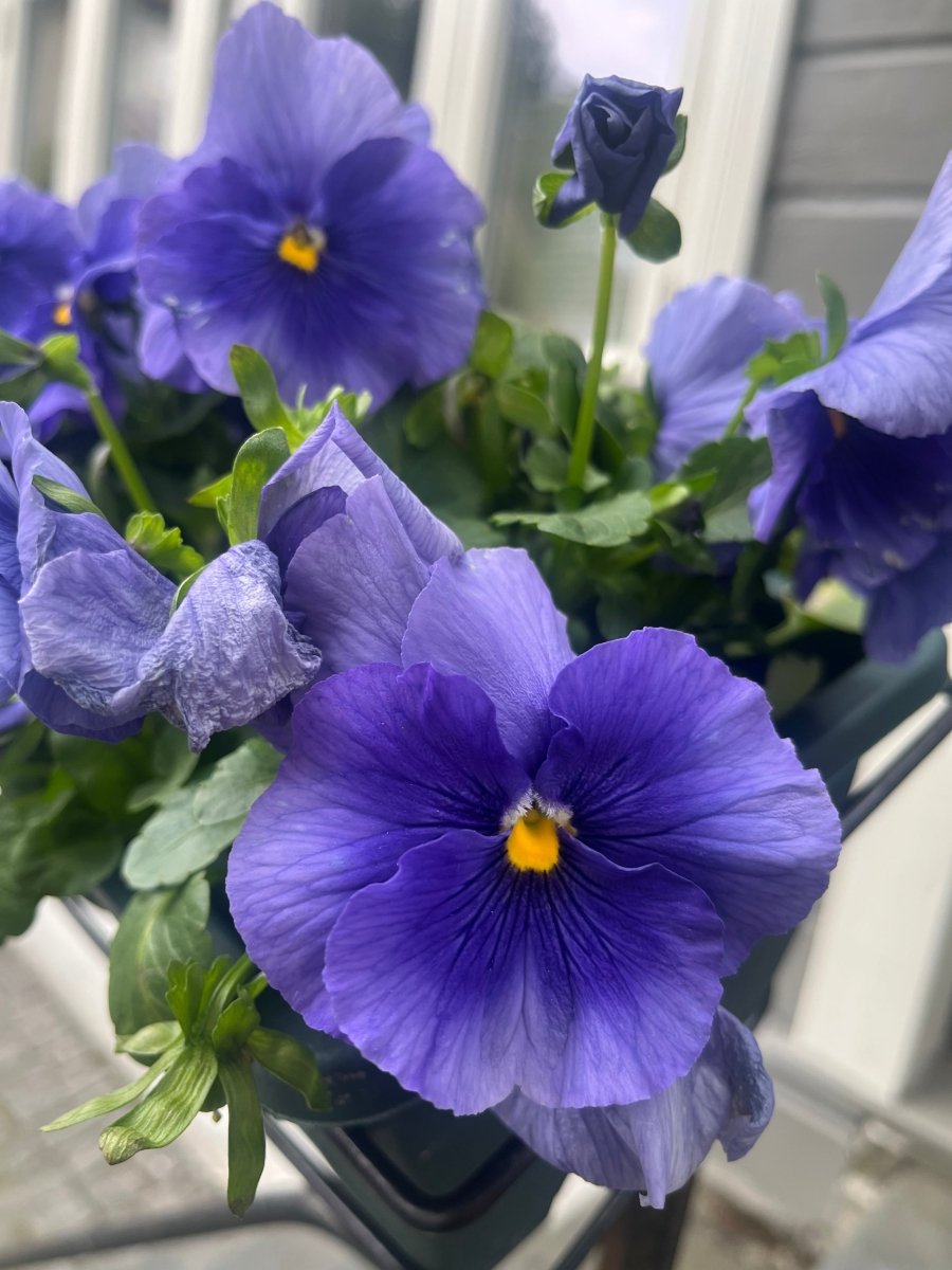 STEMOR BLOMST hårspenne - ekte tørket blomst - krokodilleklemme - Hårpynt KNASK