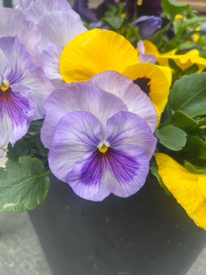 STEMOR BLOMST hårspenne - ekte tørket blomst - krokodilleklemme - Hårpynt KNASK