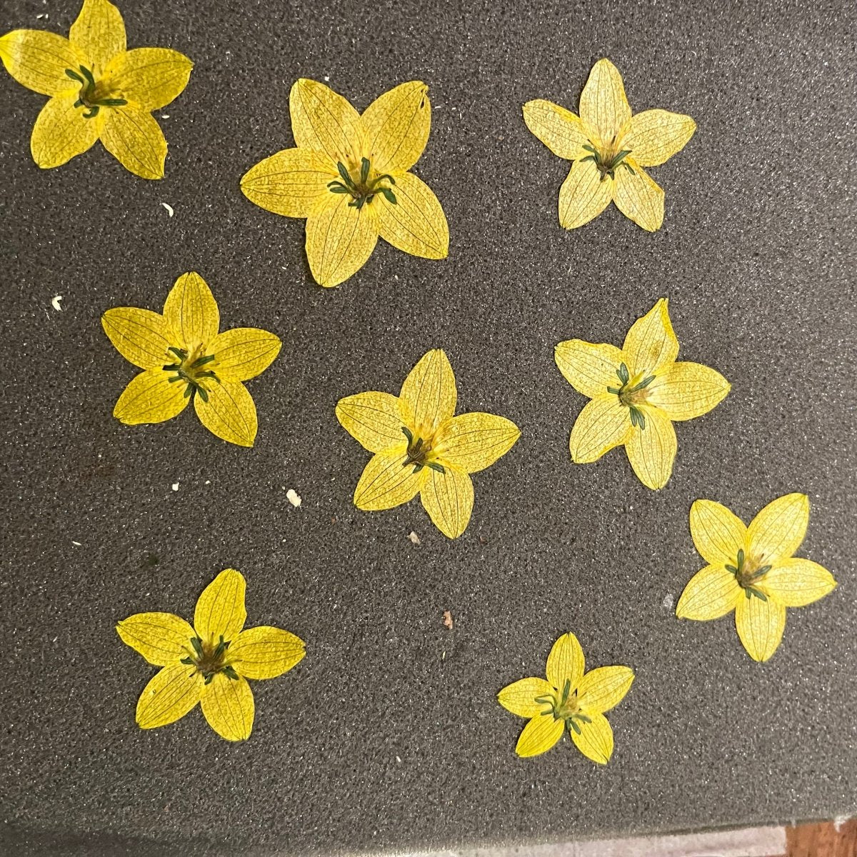 STJERNEBLOMST 🍯 - KNASK