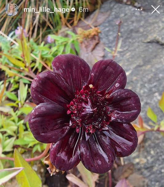 SVART SJOKOLADEKOSMOS øredobber, ekte 3D - tørkede blomster, 925 sølv - KNASK