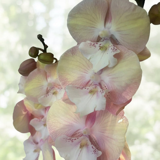 TINA ORKIDÉ - KNASK