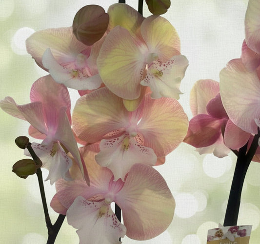 TINA ORKIDÉ - KNASK