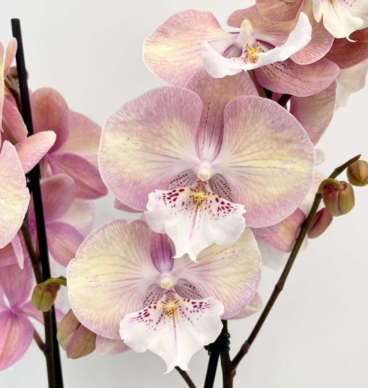 TINA ORKIDÉ - KNASK