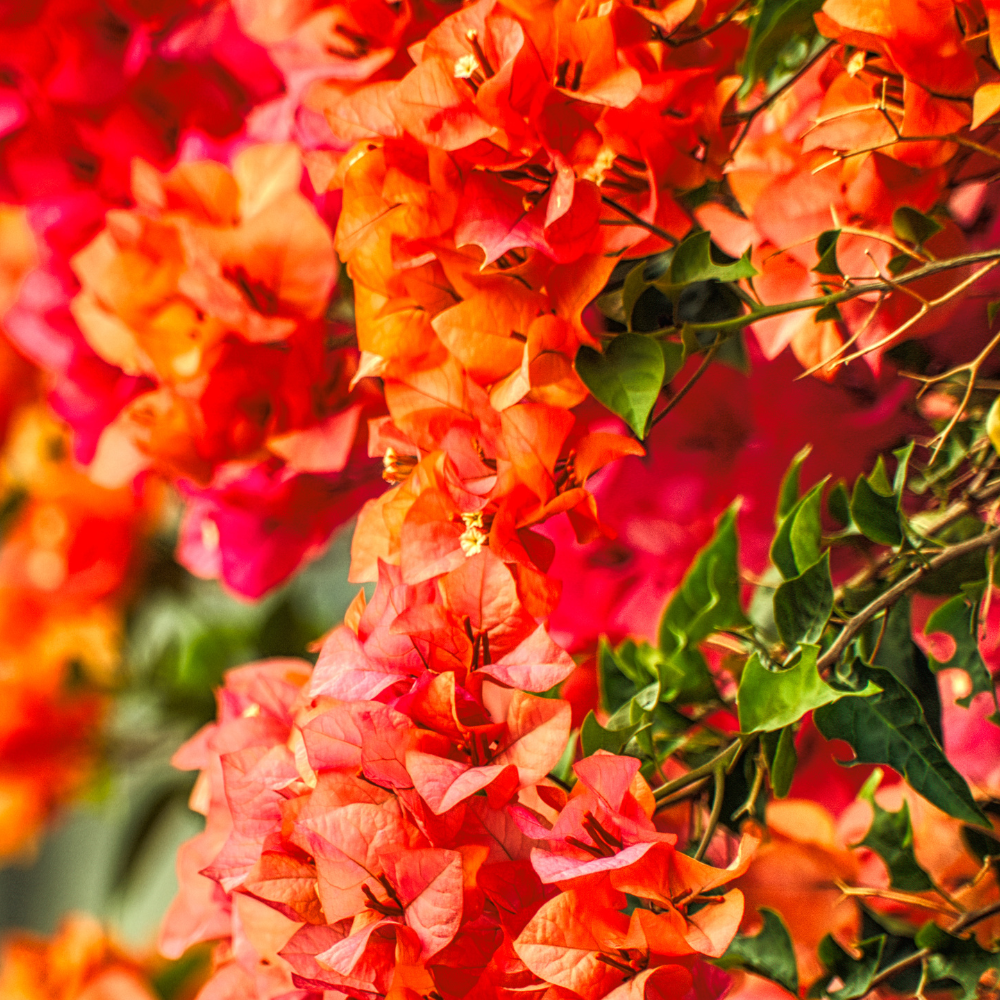 TRILLINGBLOMST Bougainvillea øredobber - ekte tørkede blomster - rød, orange eller rosa - Øredobber KNASK