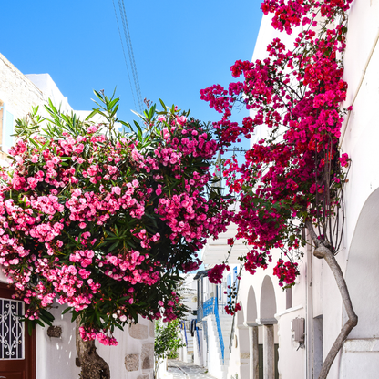 TRILLINGBLOMST Bougainvillea øredobber - ekte tørkede blomster - rød, orange eller rosa - Øredobber KNASK