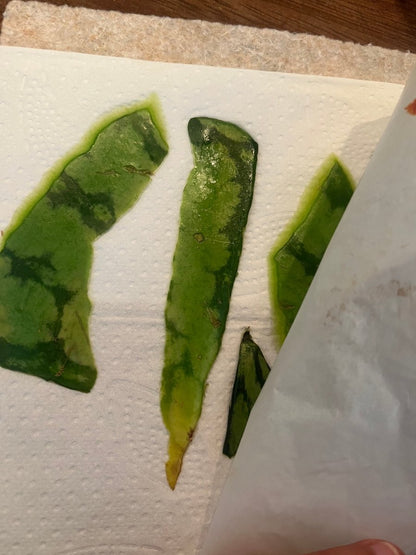 VANNMELON-SKALL - KNASK