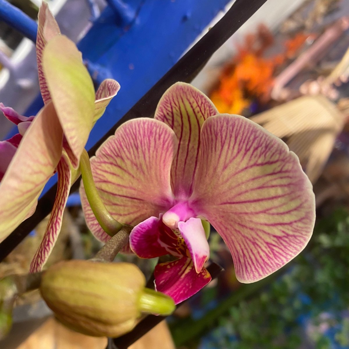 VENUS ORKIDÉ smykke - ekte tørket blomst - sølv - Smykke KNASK