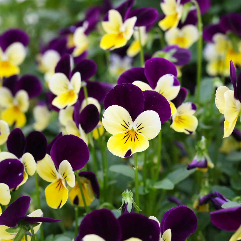 VIOLA TRICOLOR øredobber - ekte tørkede blomster - stemorsblomst - Øredobber KNASK
