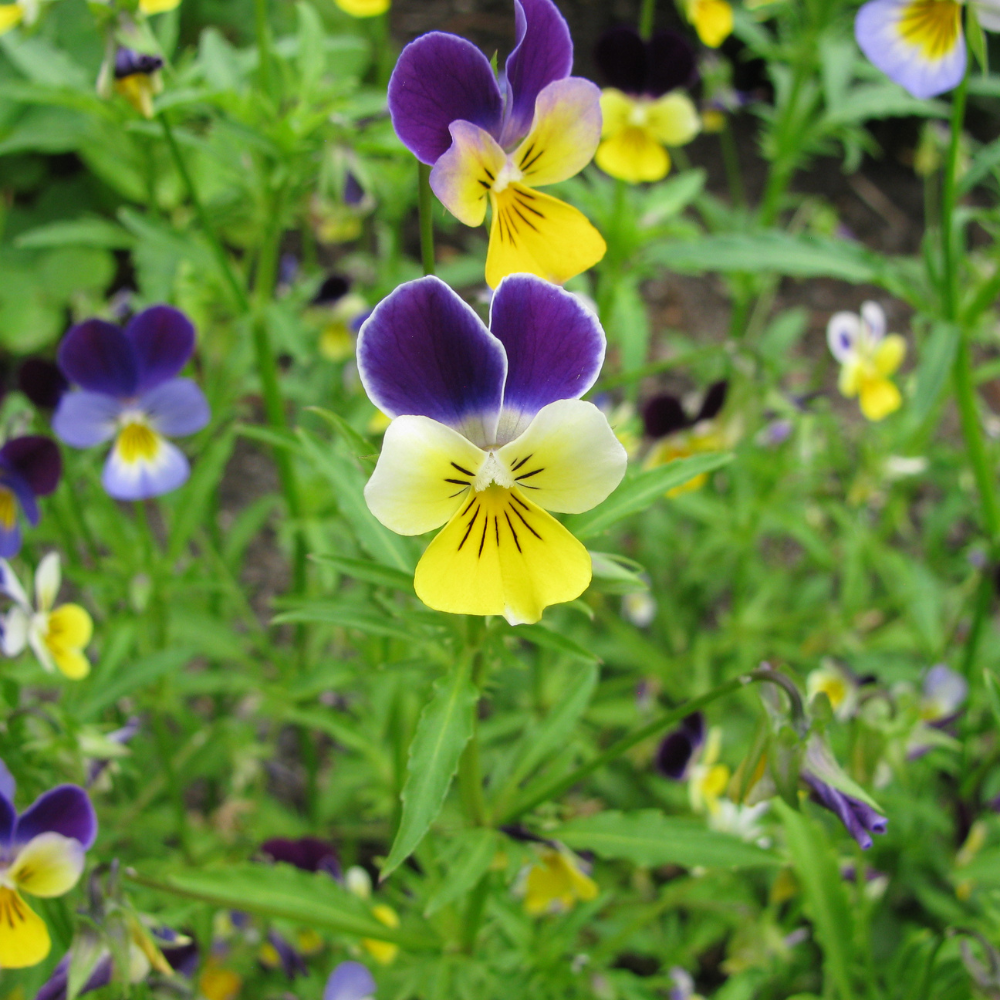 VIOLA TRICOLOR øredobber - ekte tørkede blomster - stemorsblomst - Øredobber KNASK