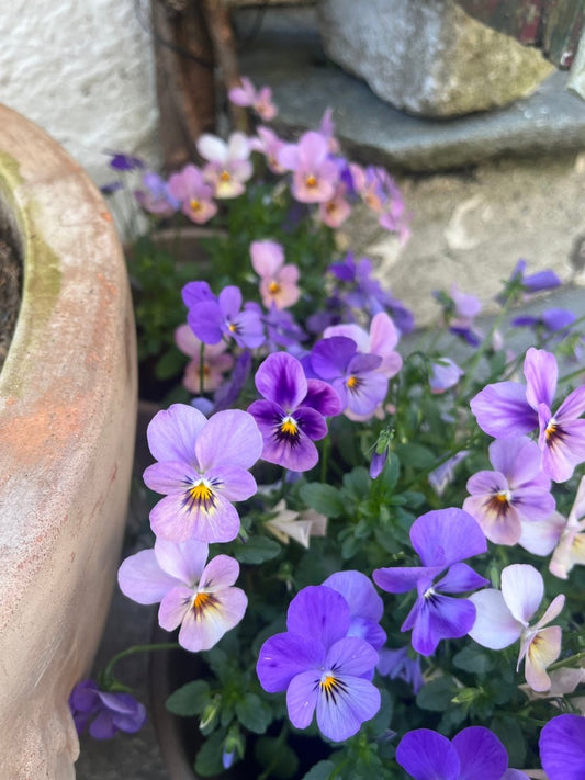 VIOLETTA blomstersmykke, ekte stemorsblomst Viola tricolor, 925 sølv ørekroker - Smykke KNASK
