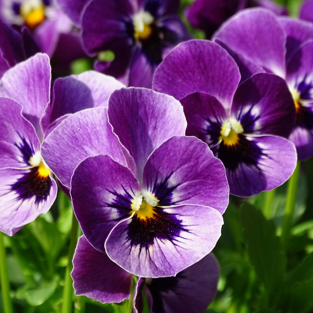 VIOLETTA FIOL smykke - ekte stemorsblomst, Viola tricolor - Blomstersmykke KNASK