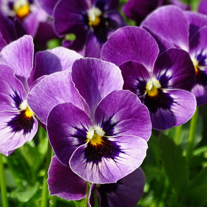 VIOLETTA FIOL smykke - ekte stemorsblomst, Viola tricolor - Blomstersmykke KNASK