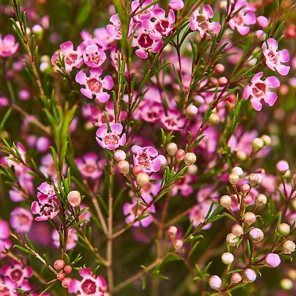 VOKSBLOMST øredobber, ekte 3D - tørkede blomster, 925 sølv øresrift - Øredobber KNASK
